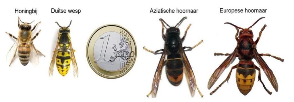 verschil wesp - hoornaar